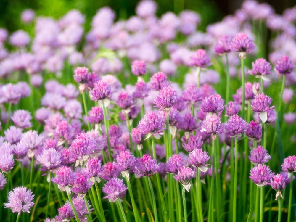 Photograph by Руслан Гончар