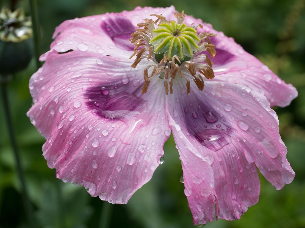 Photograph by Руслан Гончар