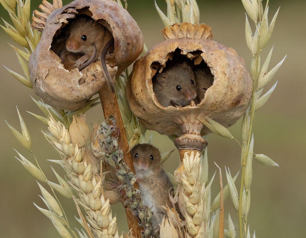 Фотография автора MARIA KULA