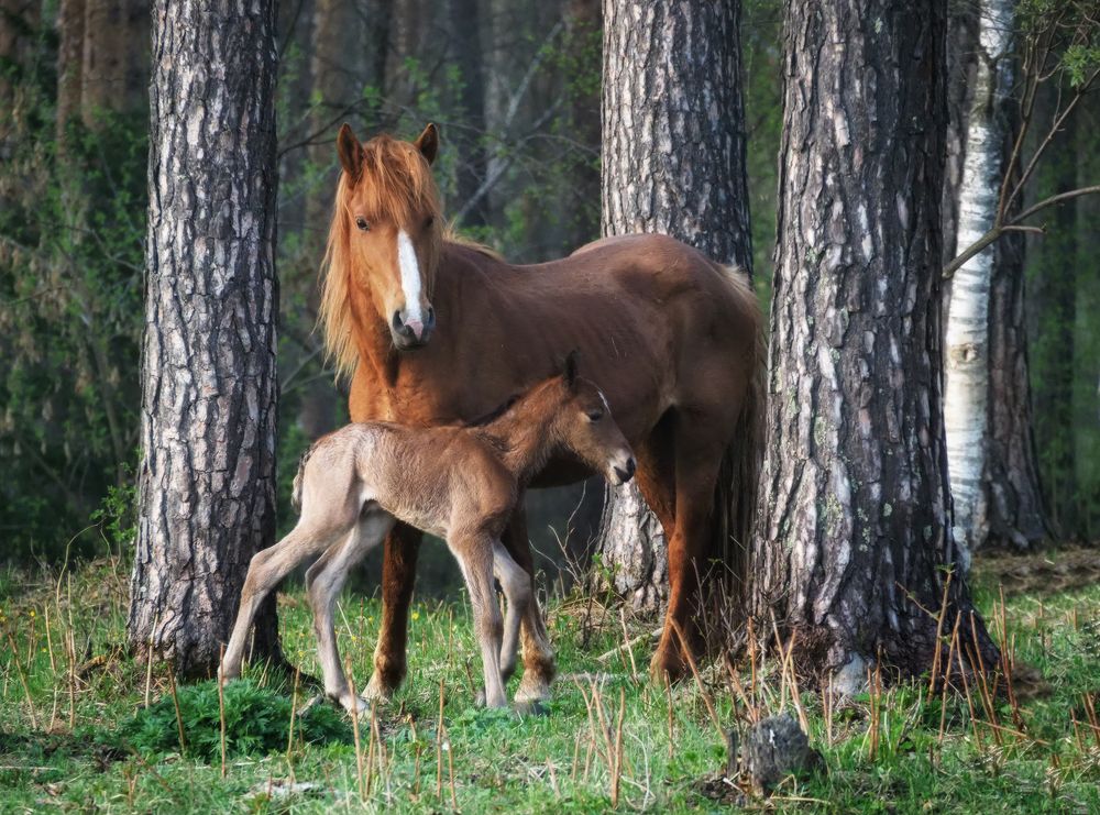 Photograph by Галина Хвостенко