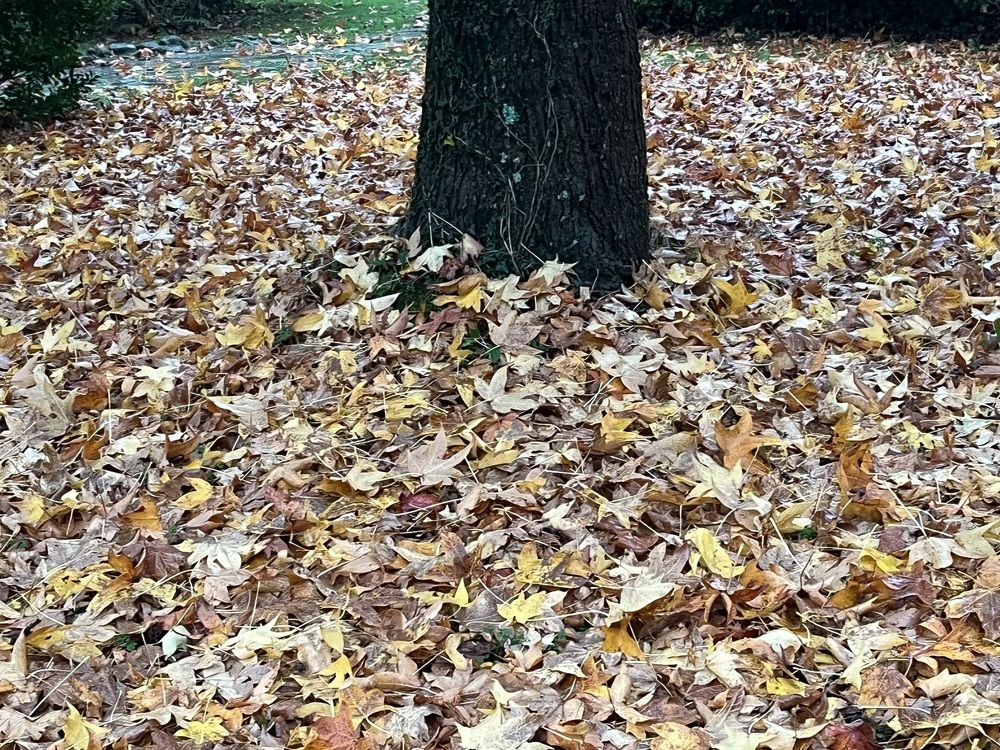 Фотография автора Gabriel diaz