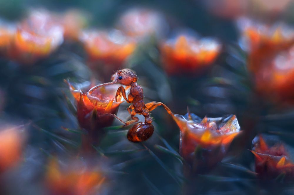 Миллион, миллион, миллион алых роз