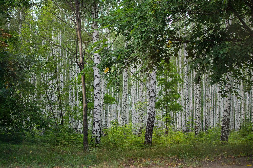Фотография автора Михаил Бушенёв