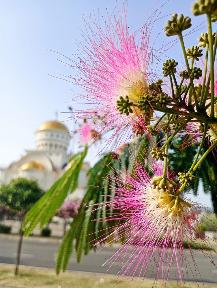 Фотография автора JELENA VASIC