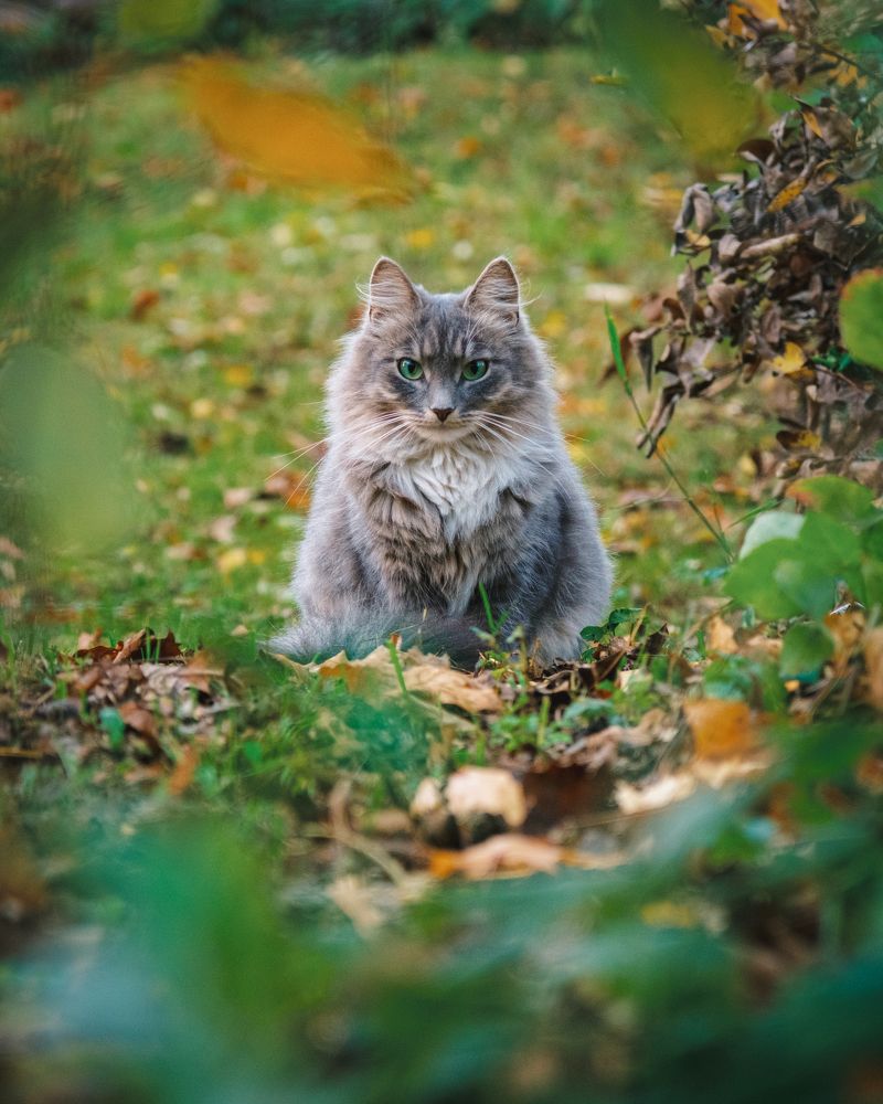 Фотография автора Григорий