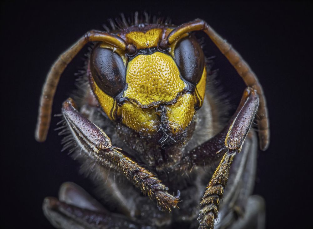 Photograph by Davide Poletto