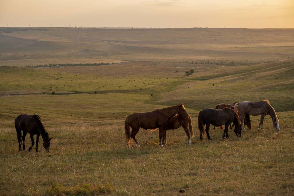 кони и люди