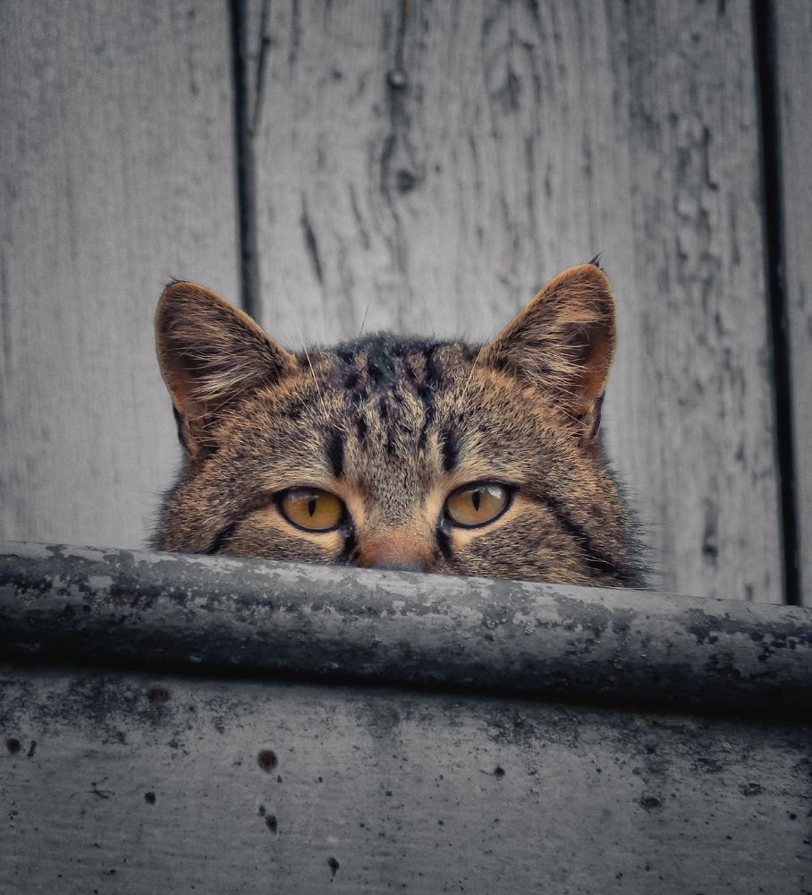 Photograph by Наталья Лищинская