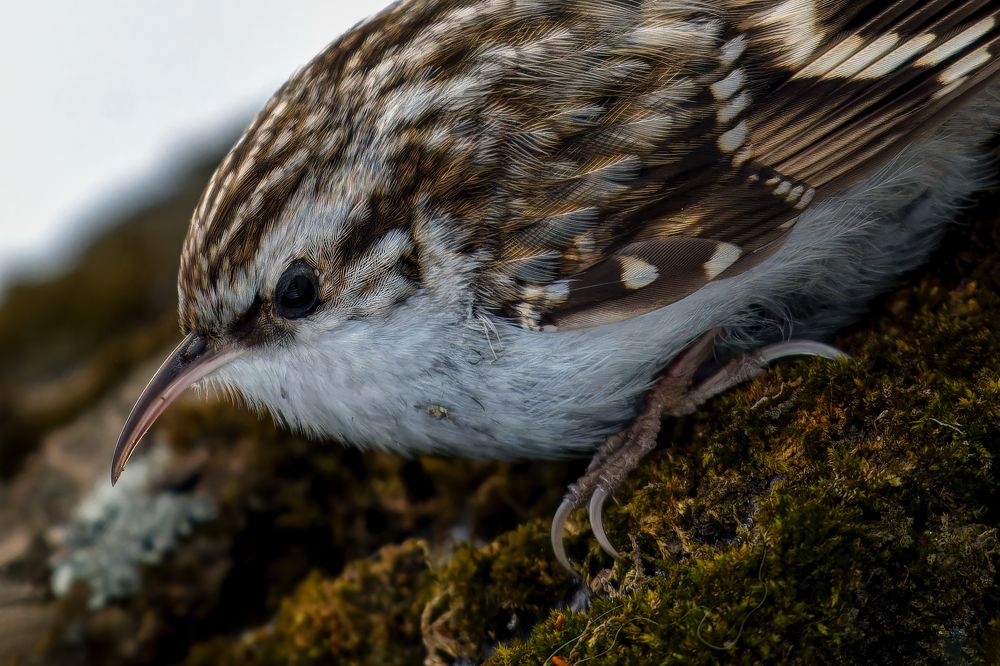 Photograph by Александр Перегудов