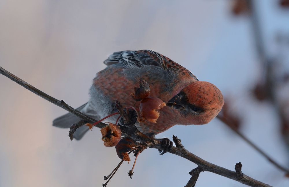 Photograph by Александр Перегудов