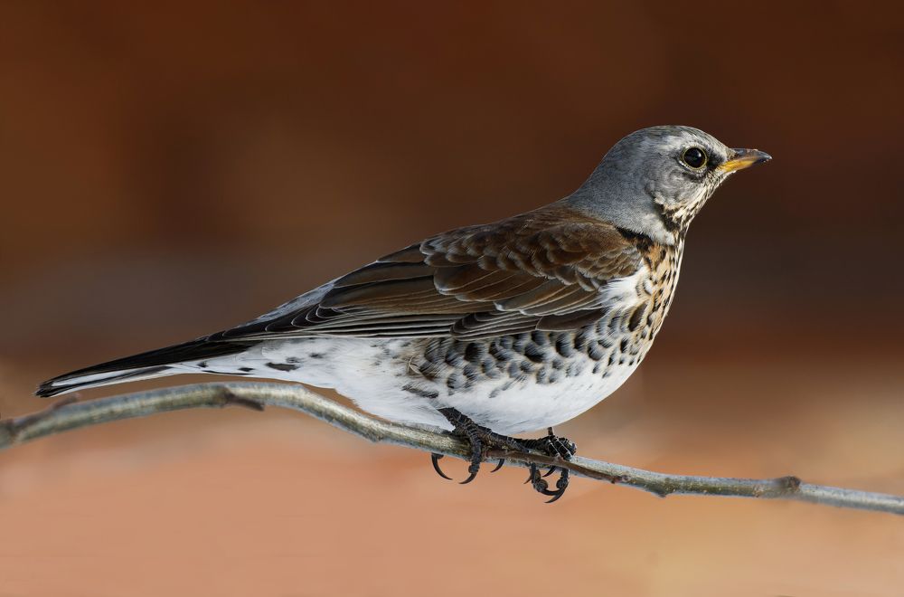 Photograph by Александр Перегудов