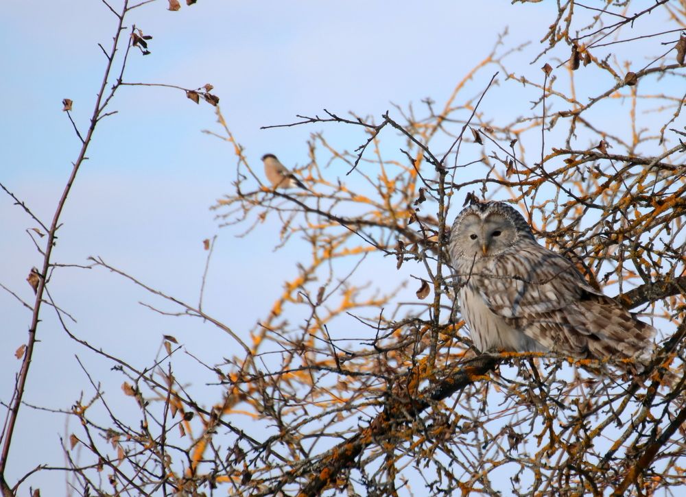 Photograph by Евгения Малафеева