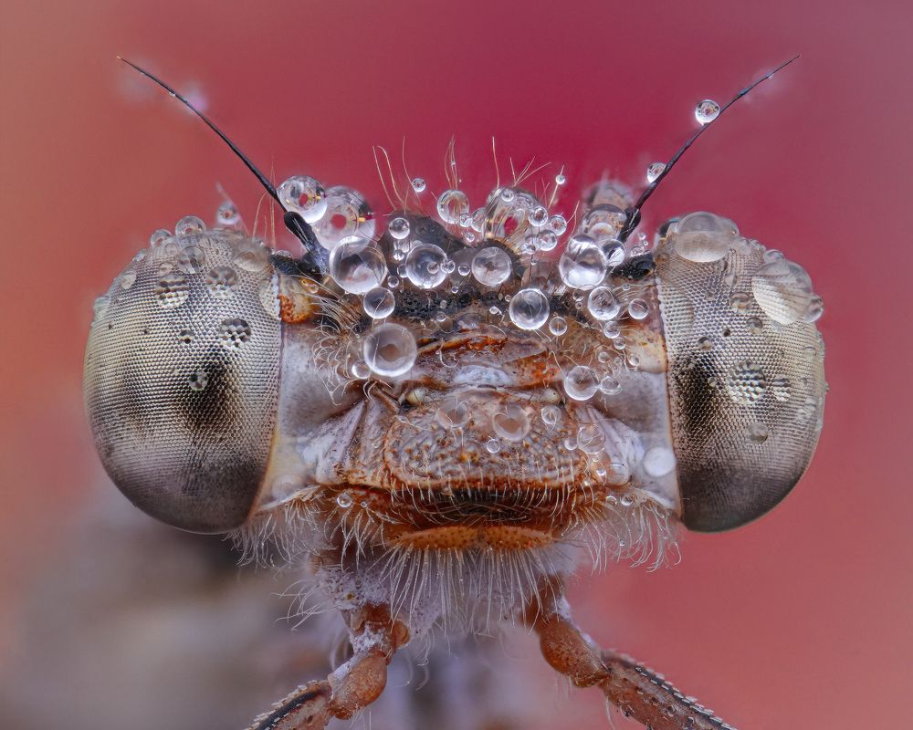 Портрет стрекозы в росе