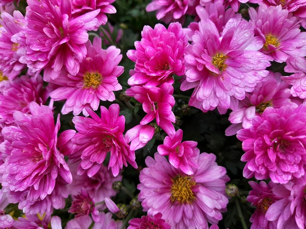 Photograph by Ольга Березовская