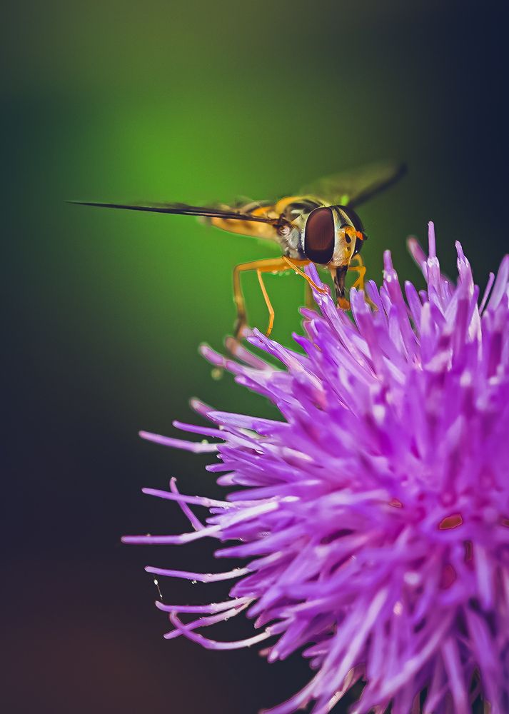 Photograph by kamran shirani