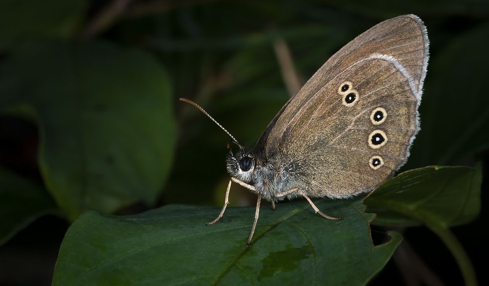 Photograph by Рихард Мисан