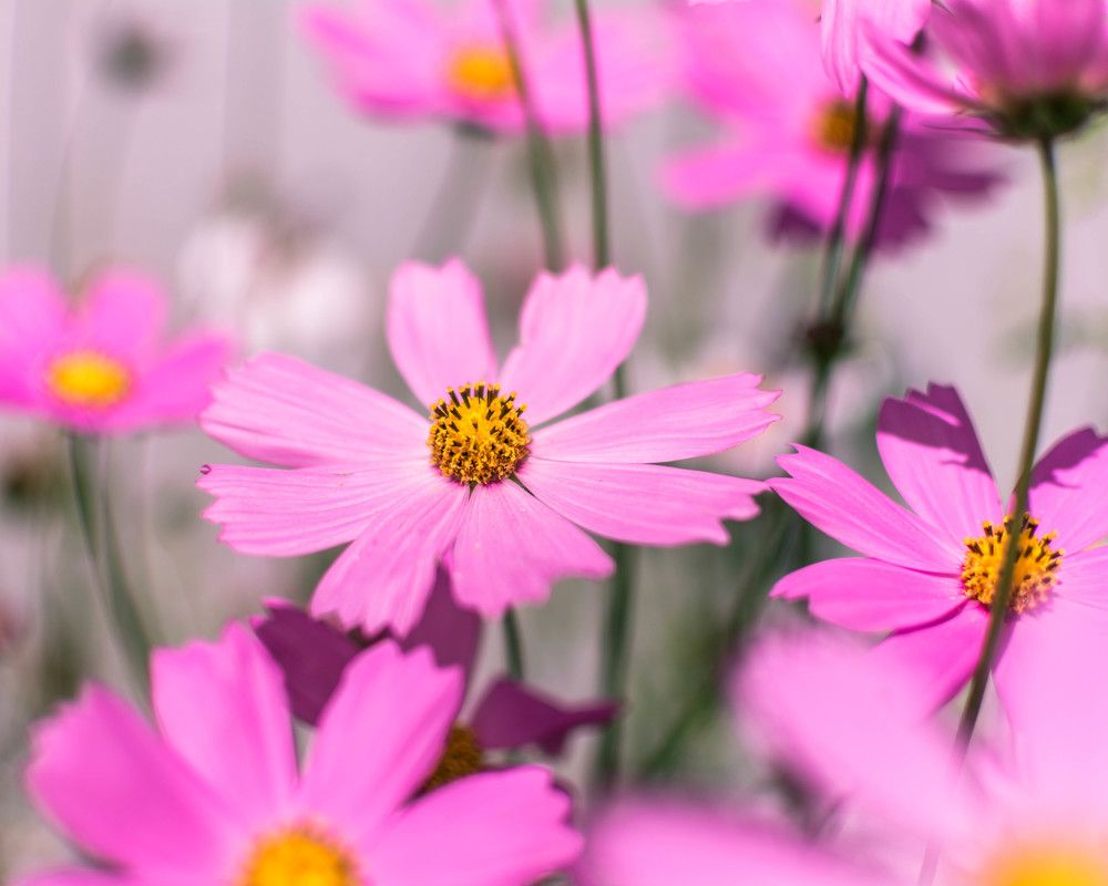 Photograph by Людмила Прибылова