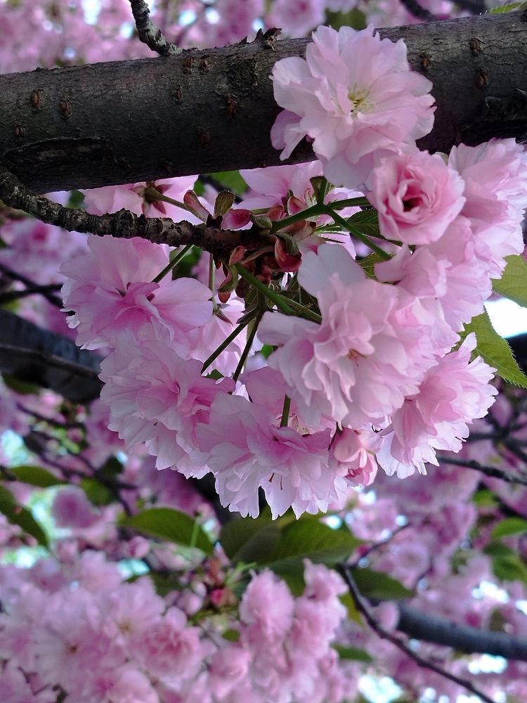 Фотография автора JELENA VASIC