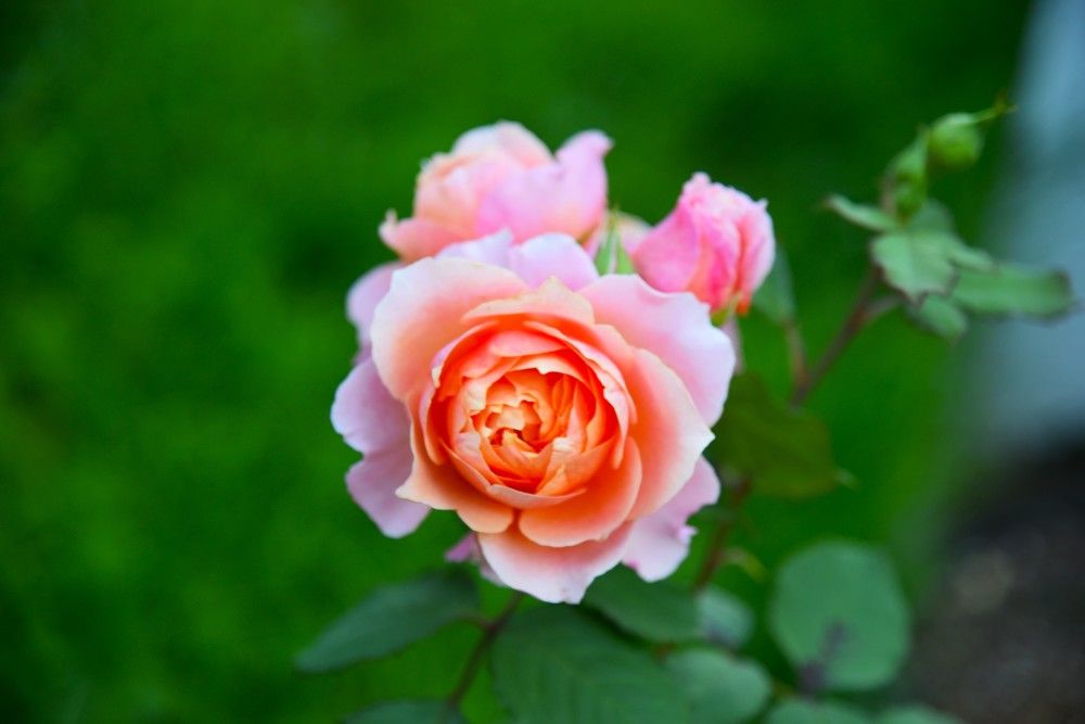 Photograph by Ольга Струкалина