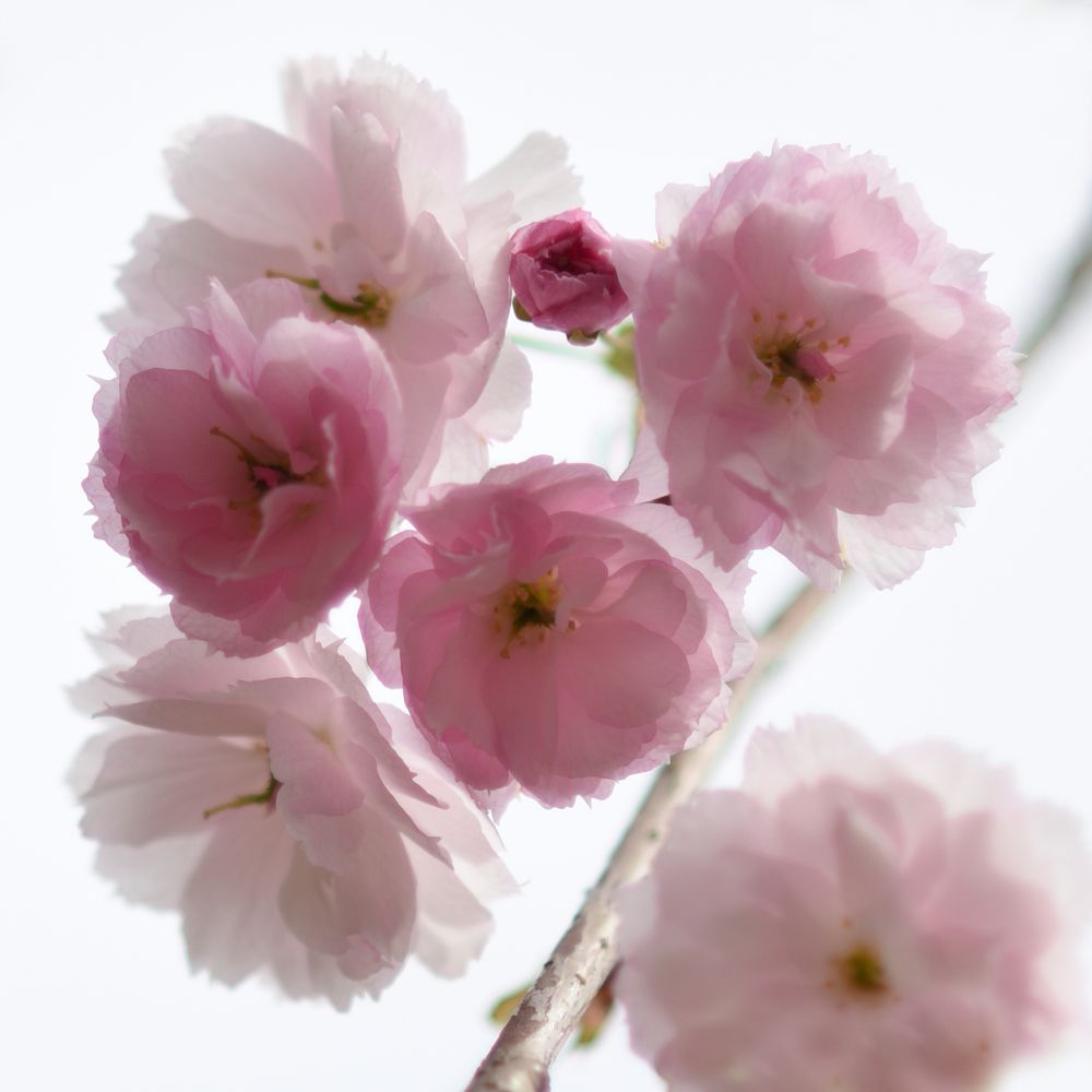 Photograph by Крицак Ольга