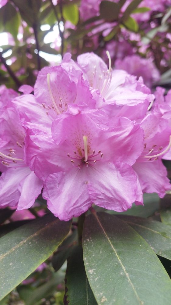 Gentle pink: Femininity and Temperance