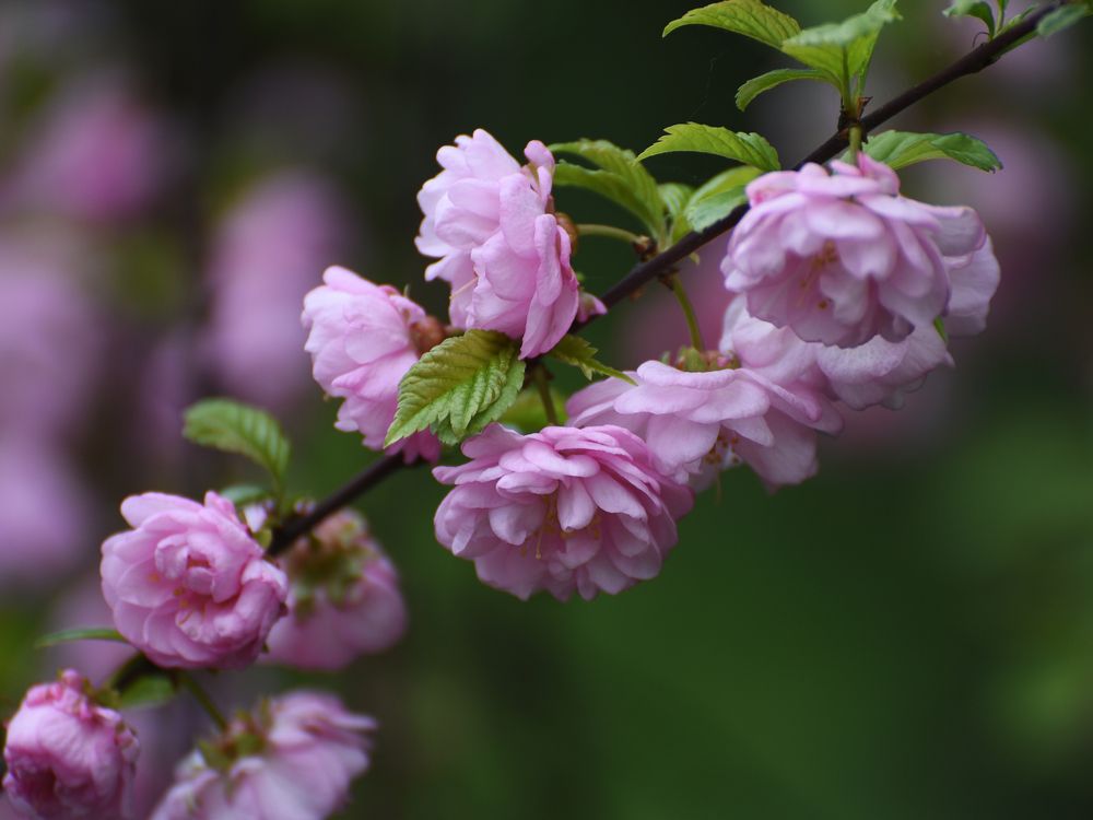 Photograph by Крицак Ольга