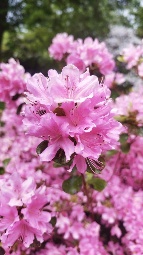 Soft pink: Resilience and Perseverance