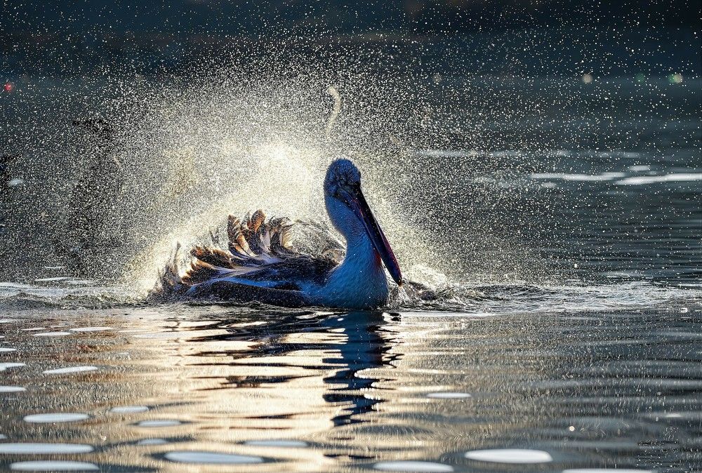 Photograph by nimalan subramaniam