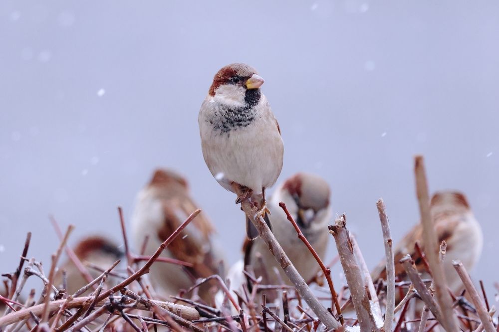 Наблюдатель