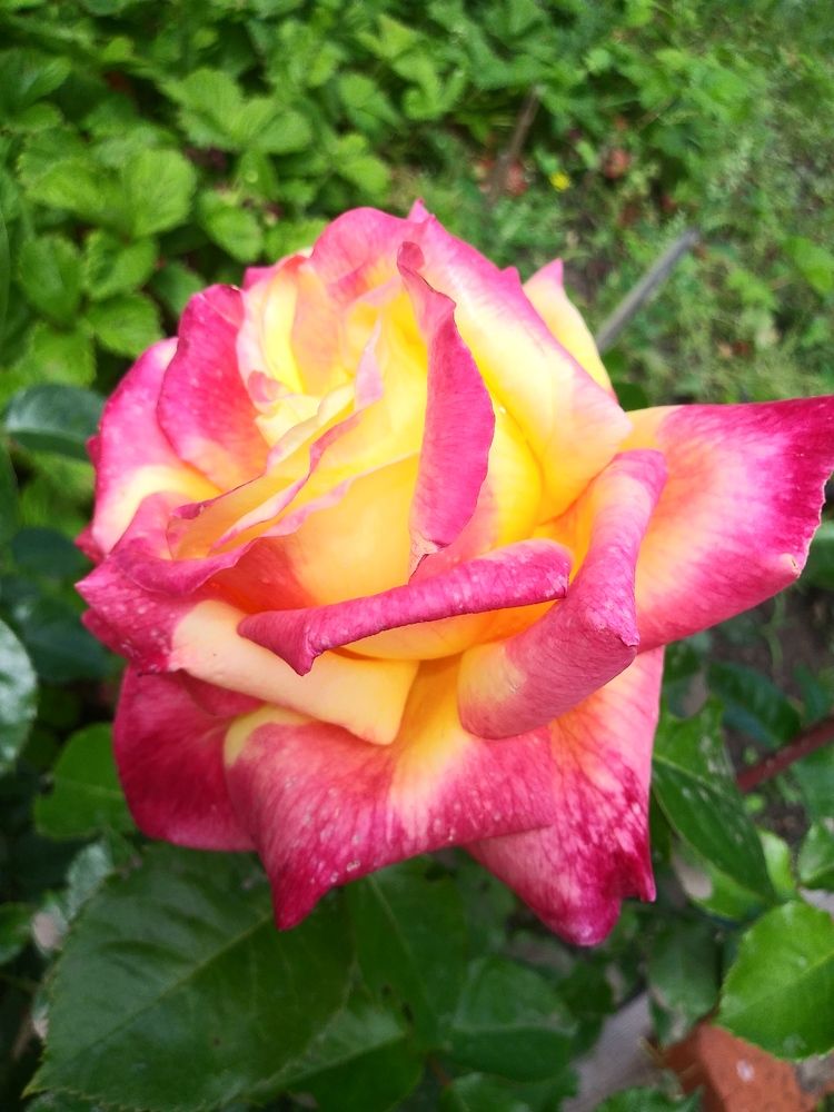 Photograph by Инна Голубева