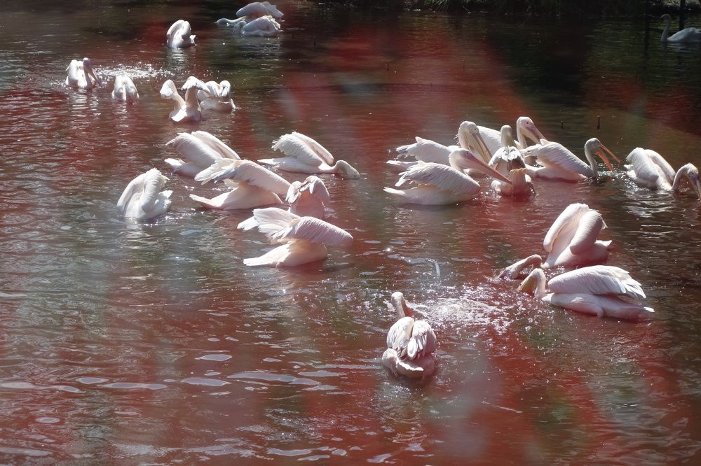 Photograph by Ионова Татьяна