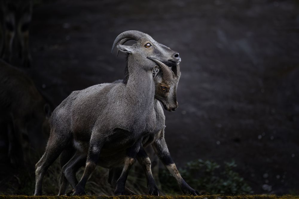 Photograph by Nachuseena