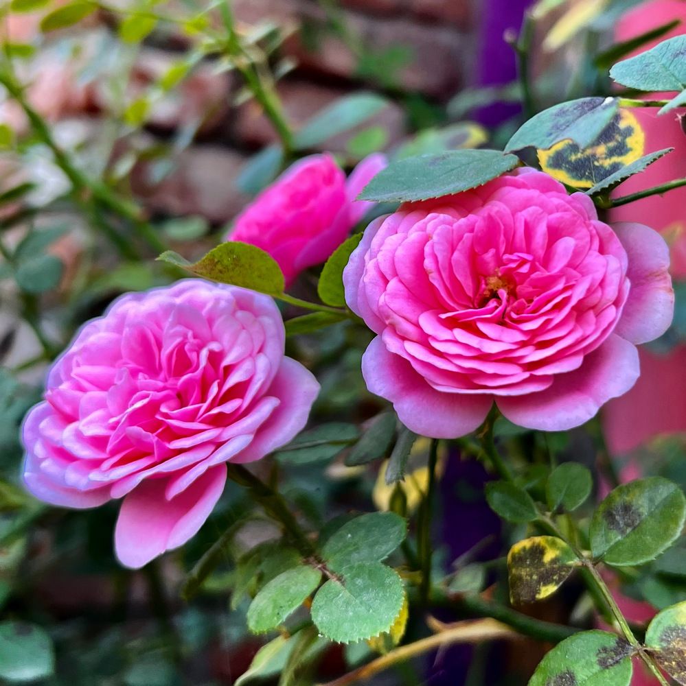 Photograph by Шестакова Наталья