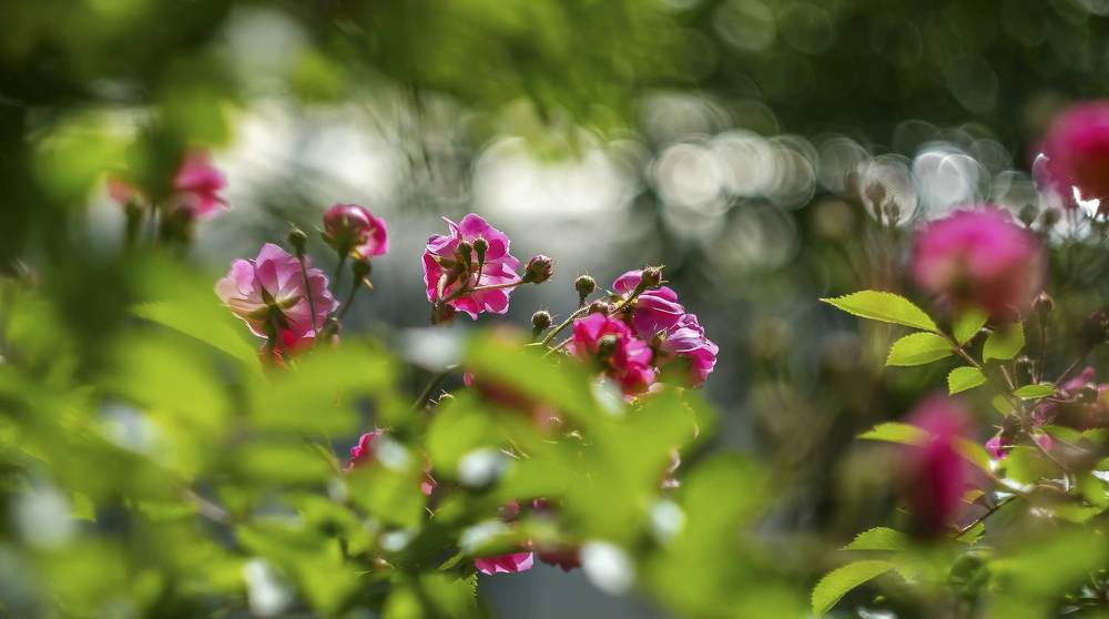 Photograph by Елена Ворошина