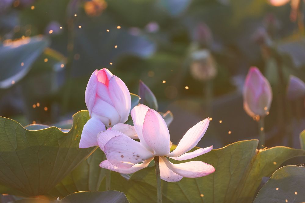 Photograph by Наталья Лабодина