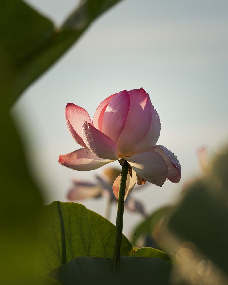 Photograph by Наталья Лабодина