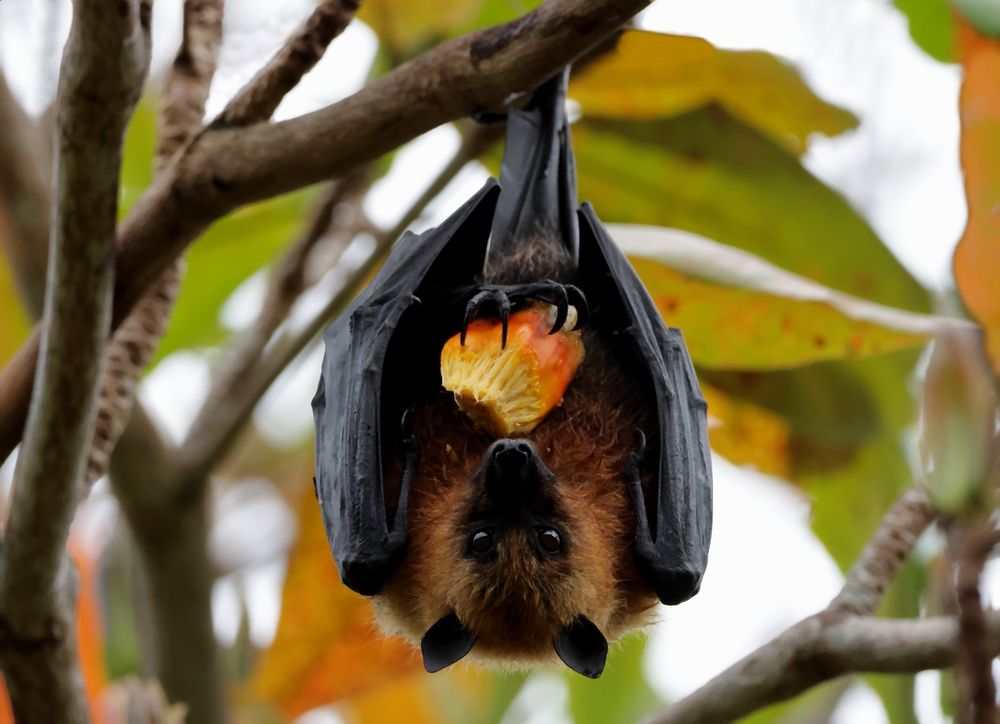 Фотография автора Адия Кочубей