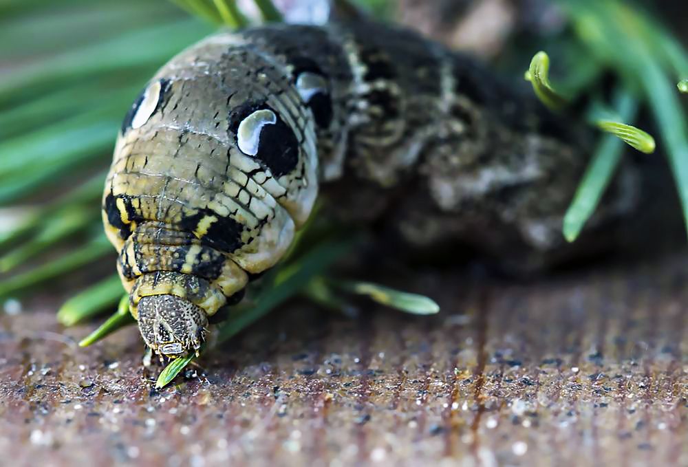 Фотография автора Елена Полякова