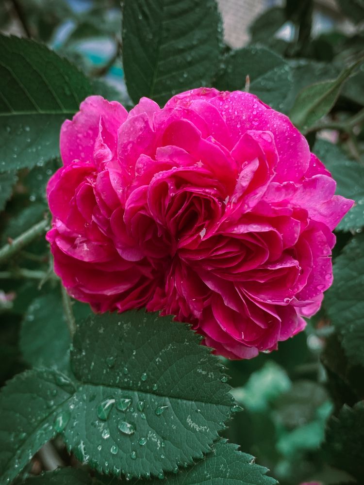 Photograph by Uladzimir Hvozd