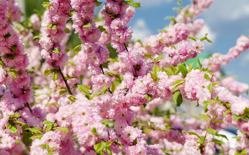 Фотография автора Николай Бологов