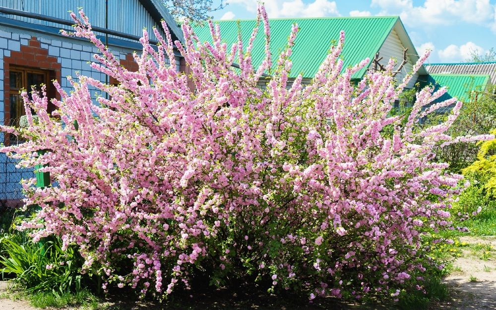 Фотография автора Николай Бологов