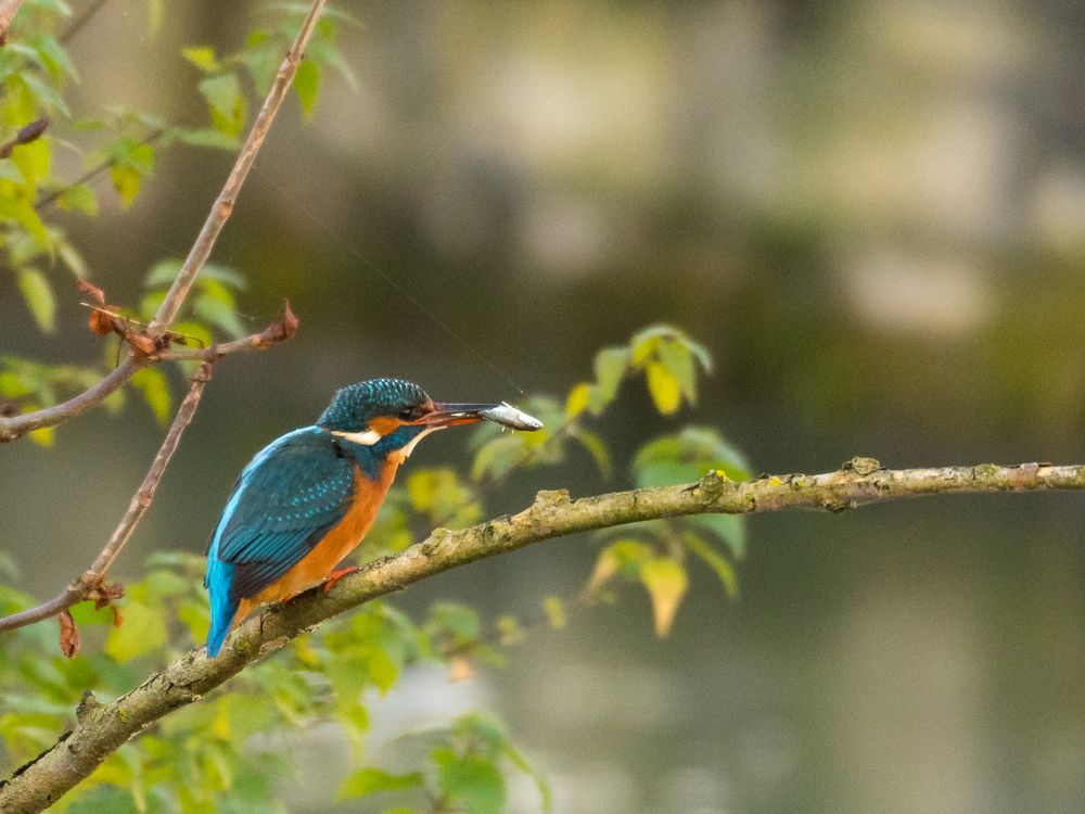 Зимородок с добычей