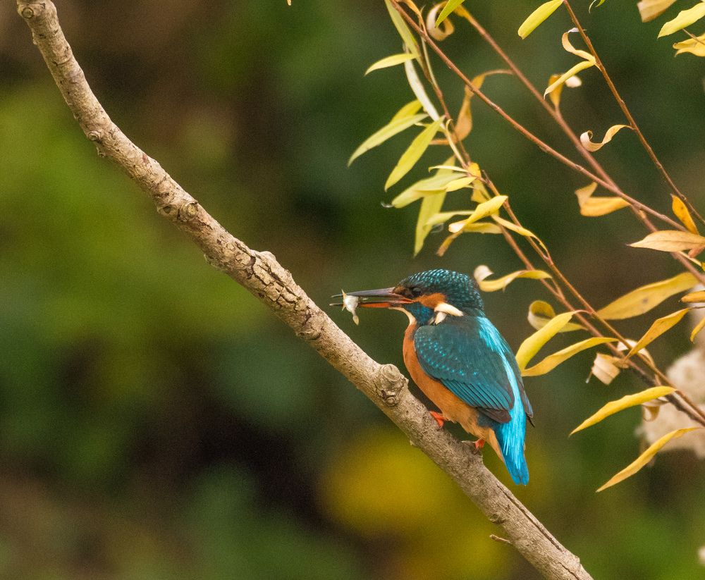 Фотография автора Lada