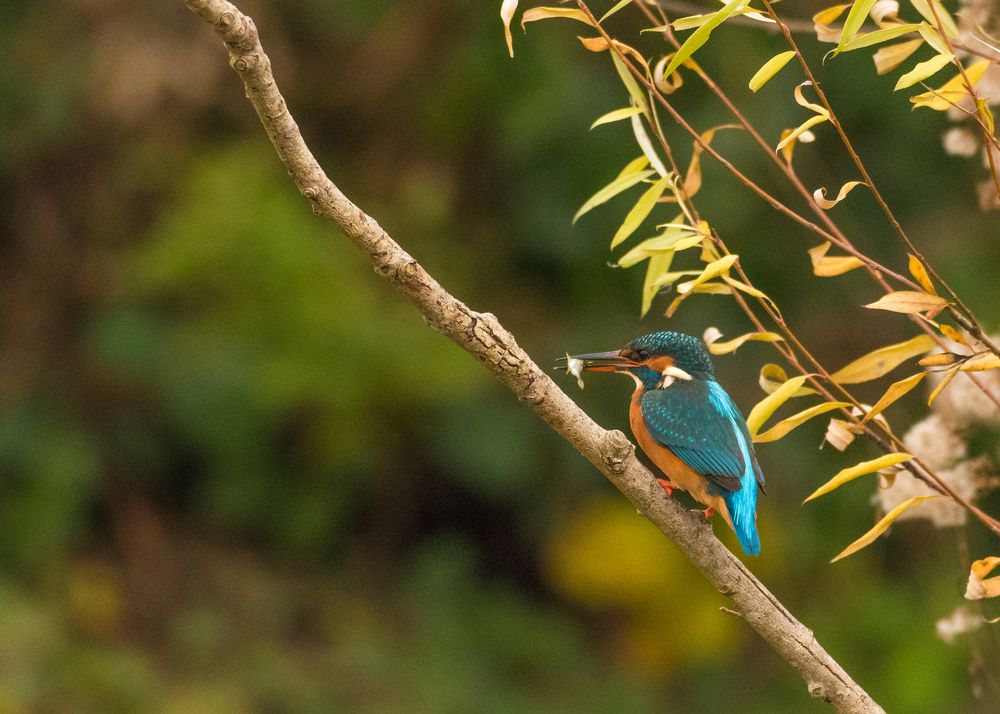 Зимородок с добычей