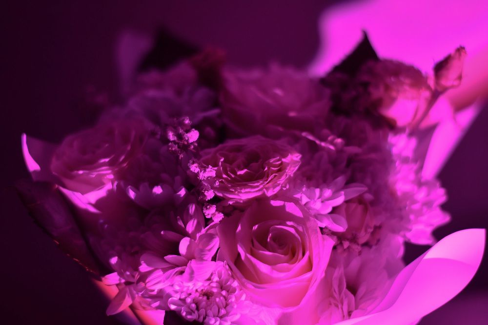 Photograph by Elvira