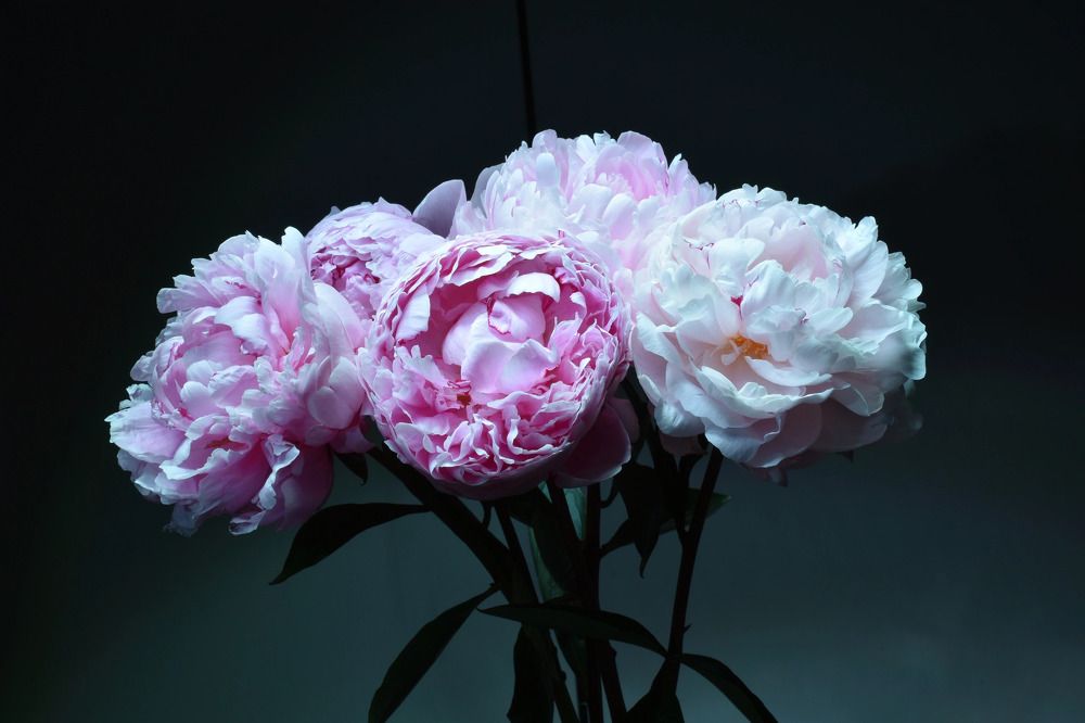 Photograph by Elvira