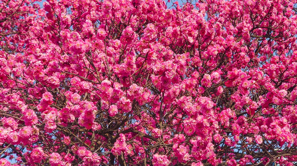 Фотография автора Elena Ku