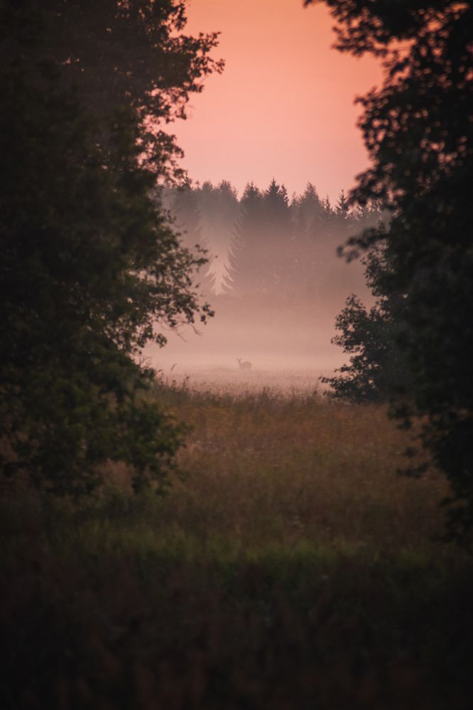 Фотография автора Ирина Шестакова
