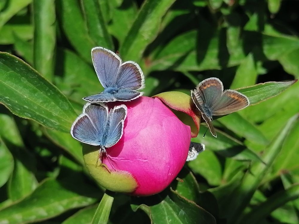 Photograph by Анжелика