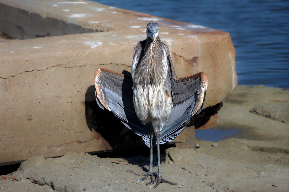 Great Blue Heron Airing Its Wings